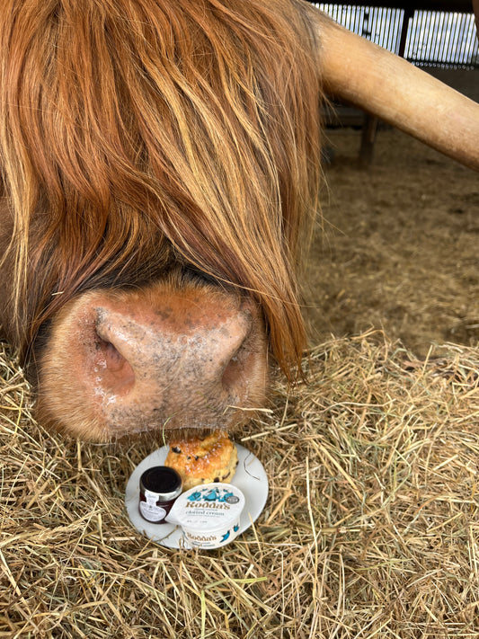 Tea & Scone with The Highlands | Summer '25 Exclusive