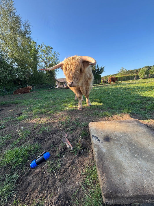 Colready Cheese and Wine Combo (18+) | Summer '26 Exclusive