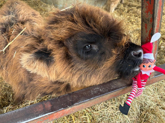 Afternoon Tea with Santa - For the Family | Highland Cow Experience
