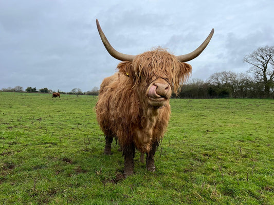 Elfonzo and The Highlands | Cattle Experience
