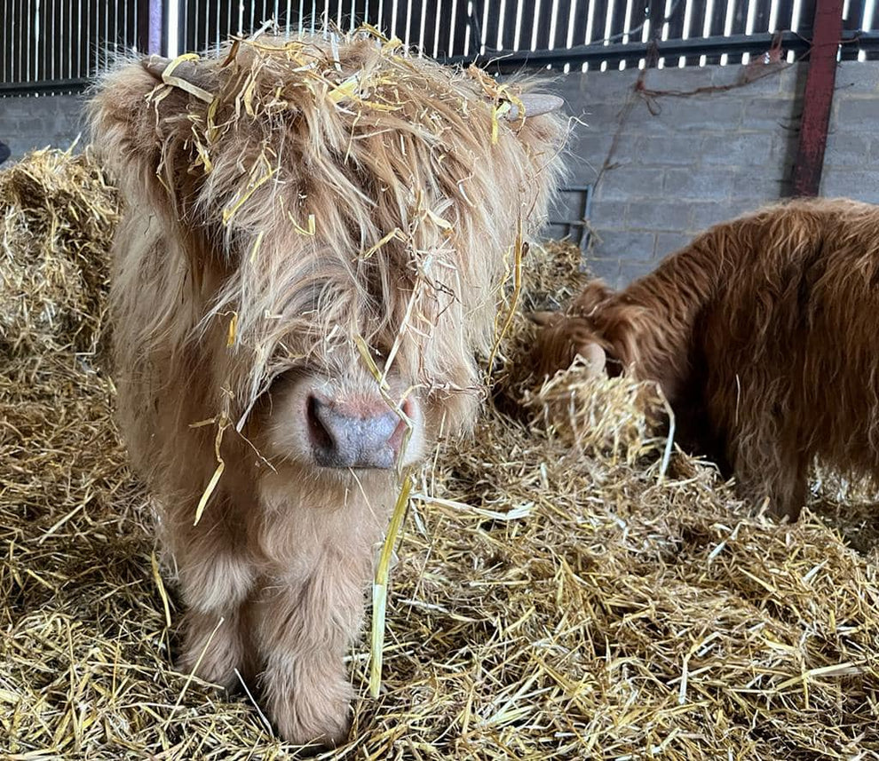 Highland Cattle Experience – Colready Highlands