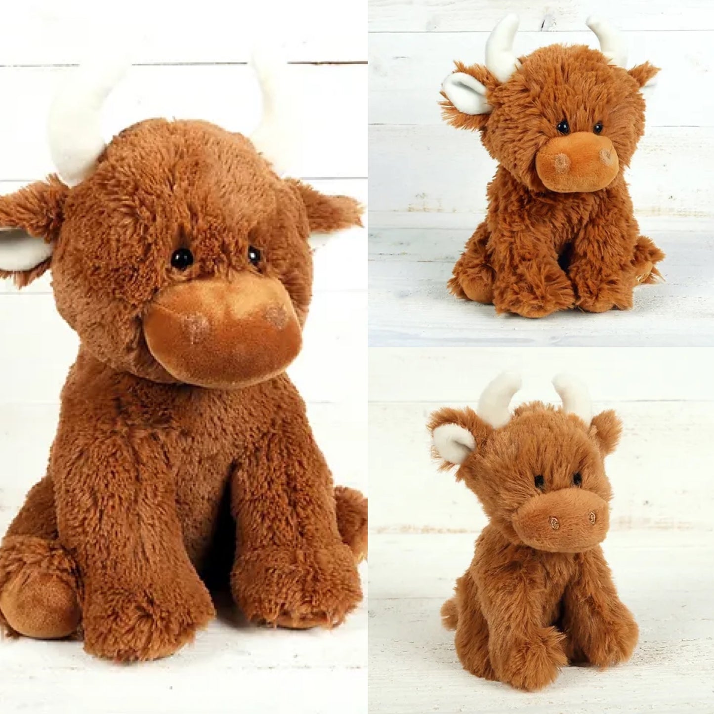 Female Highland Cow Teddy