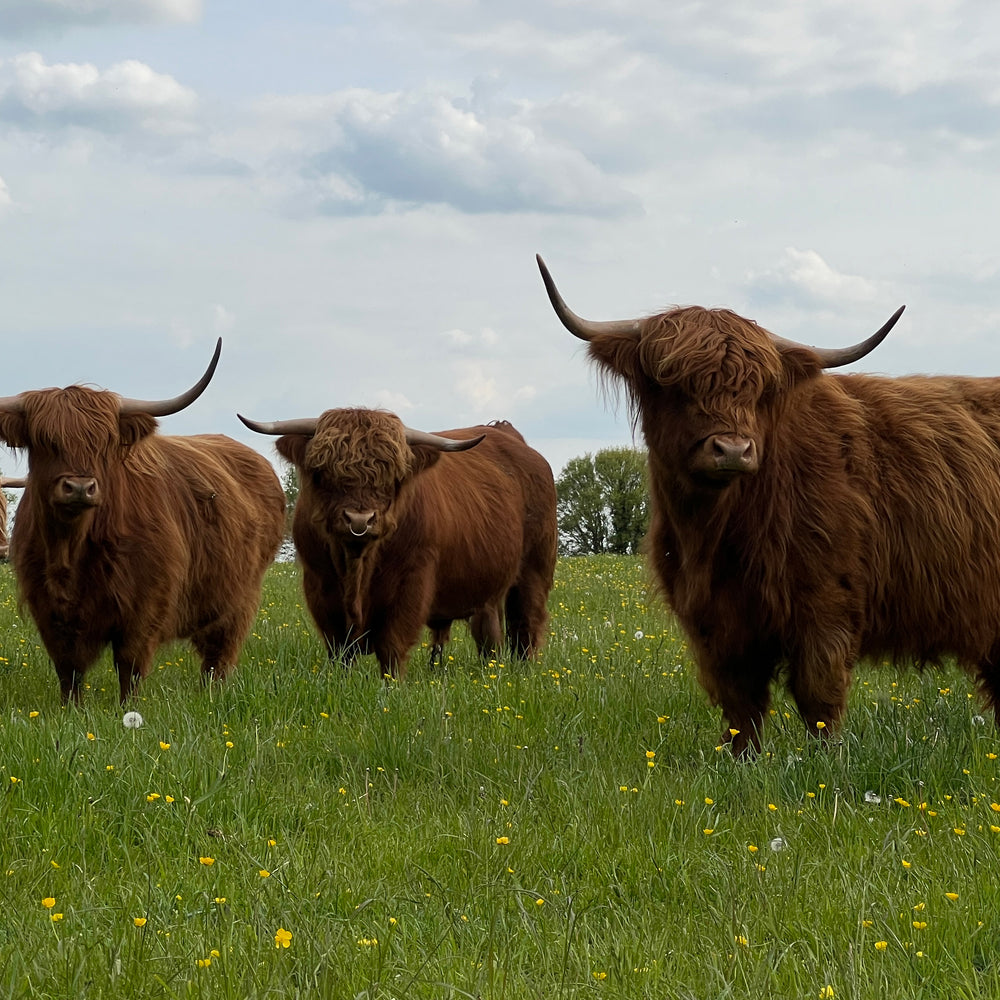 Highland Cattle Experience – Colready Highlands